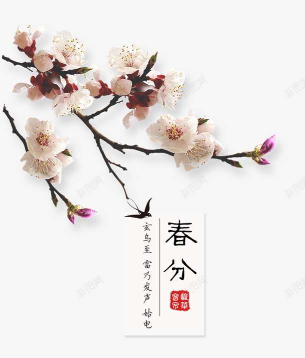 二十四节气春分梅花盛开主题psd免抠素材_88icon https://88icon.com 中国节气 二十四节气 传统节日 春分 春天 春季 春意 梅花 植物 花草