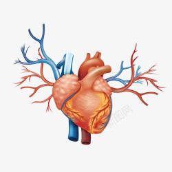 血管构造心脏内脏高清图片