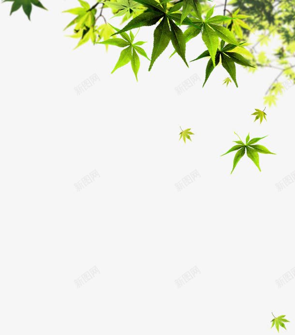 绿色枫叶教师节背景png免抠素材_88icon https://88icon.com 教师节 枫叶 绿色 背景