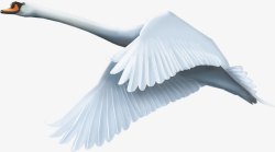 手绘虫鸟虫鸟虫鸟飞翔的天鹅高清图片