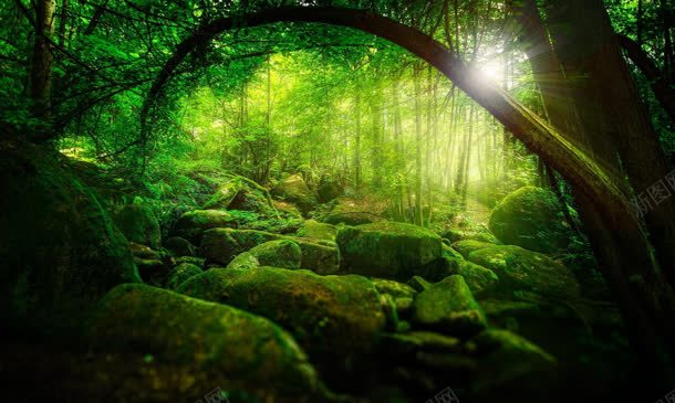 神秘绿色森林阳光jpg设计背景_88icon https://88icon.com 森林 神秘 绿色 阳光