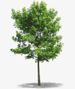 春天绿色树木素材