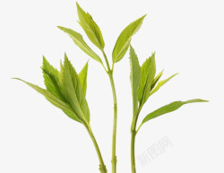 嫩绿茶叶新鲜嫩芽高清图片