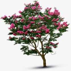 粉色唯美春日花朵大树素材