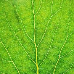绿色植物底纹绿色叶子叶茎高清图片