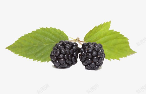 新鲜桑葚png免抠素材_88icon https://88icon.com 健康 实物 成熟 新鲜桑葚 桑葚 桑葚叶 水果 自然叶子 营养 黑色 黑莓