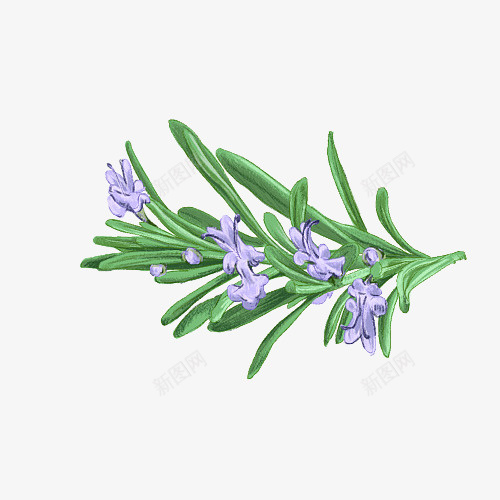 手绘开紫色花的迷迭香png免抠素材_88icon https://88icon.com 天然 手绘 手绘迷迭香 新鲜 植物 紫色花 花朵 迷迭香 香料