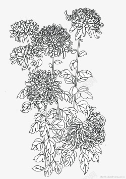 母菊菊花黑白线描画高清图片