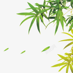 绿色竹子图片竹叶叶子高清图片