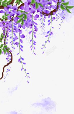 漂亮的紫色花朵紫藤花藤蔓高清图片