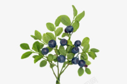 蓝色浆果实物树枝上的野生蓝莓高清图片