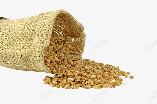 散落的麦粒png免抠素材_88icon https://88icon.com 小麦 推到 散落 植物 淀粉 秋麦 粮食 脂肪 脱皮小麦 颗粒 高粱 麦点 麻袋