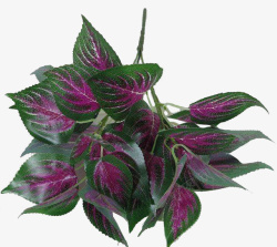 双子叶植物茂密的紫苏叶高清图片