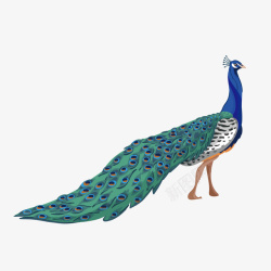 小清新鸟类素材蓝色创意孔雀高清图片
