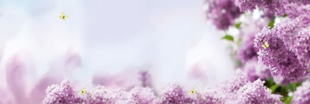 紫色花朵背景背景