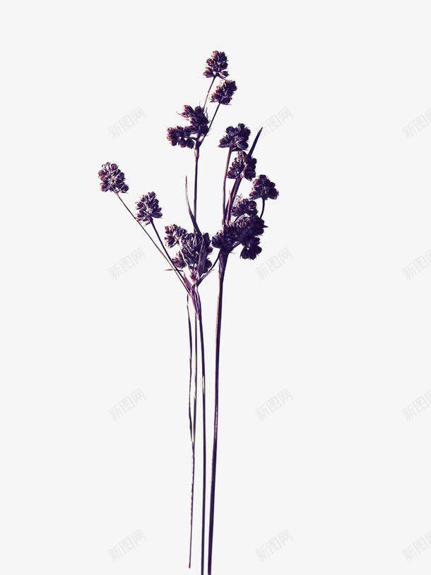 紫色干花花卉png免抠素材_88icon https://88icon.com 复古干花 干燥 干花 植物 紫色 花卉