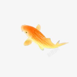 金色锦鲤免抠金色简约鲤鱼装饰图案高清图片