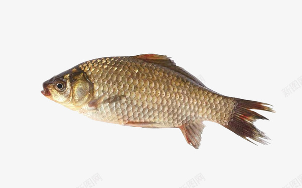 白鲫鱼鱼肉清蒸鲫鱼鲫鱼汤食材鱼png免抠素材_88icon https://88icon.com 侧面 大鱼 尾巴 清蒸 白色 白鲫鱼 白鲫鱼鱼肉清蒸鲫鱼鲫鱼汤食材鱼类食品肉类美食红尾巴免费下载 红色 鱼肉 鳞片