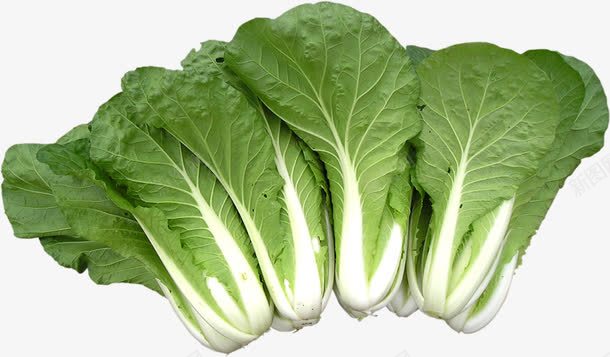 青菜png免抠素材_88icon https://88icon.com 上海青 天然 摄影 新鲜 水果 生物世界 粮食 绿色 绿色食品 菜系 蔬菜 青菜 青菜图片免费下载