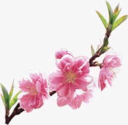春天风景粉色桃花树枝素材