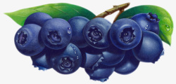 卡通带叶子的野生蓝莓素材