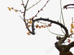 花卉树枝黄色梅树梅花高清图片