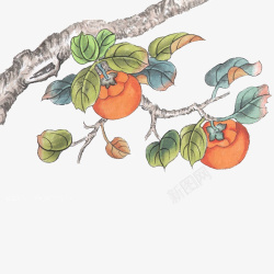 柿子果柿子树枝干上的柿子手绘图高清图片