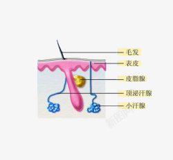 汗腺表皮组织图高清图片