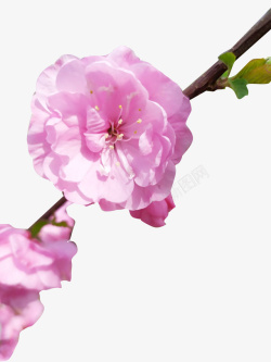 桃花春天元素桃花开花朵素材