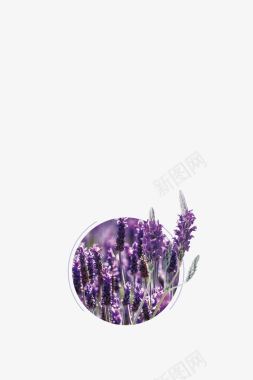 怀旧花朵紫色薰衣草图标图标