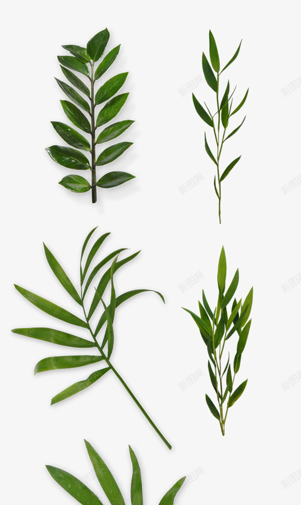 多种树叶风格png免抠素材_88icon https://88icon.com 不同款式 树叶 树枝 绿色 绿色植物