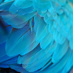 天蓝色羽毛淘宝背景图高清图片