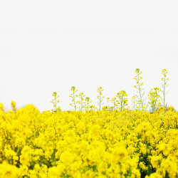 黄色油菜花丛素材