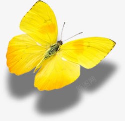 春天黄色光效蝴蝶装饰素材