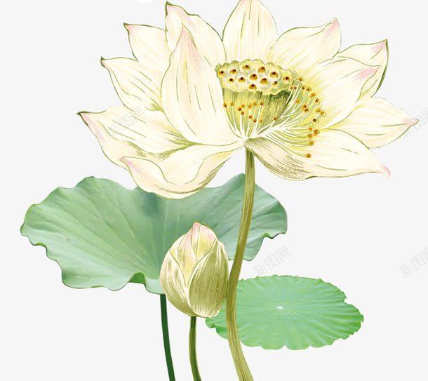 白色莲花荷叶清新png图片免费下载-素材zdeaeki-88ICON