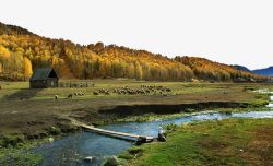 独木桥新疆禾木的羊群高清图片