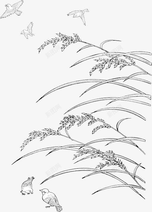 水稻和麻雀线描png免抠素材_88icon https://88icon.com 农作物 国画 植物 水稻 线描 麻雀