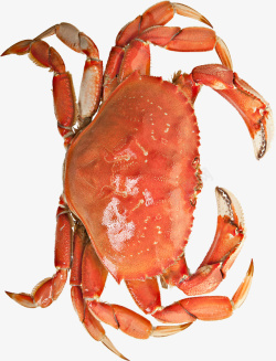 水产螃蟹一个等待被烹饪的螃蟹高清图片