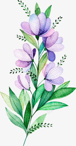 紫色花草水彩紫色植物花卉高清图片