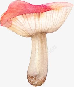 菌类插画图片水彩菌类蘑菇高清图片
