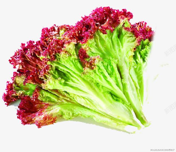 红叶生菜png免抠素材_88icon https://88icon.com 产品食物 健康 绿色有机 蔬菜