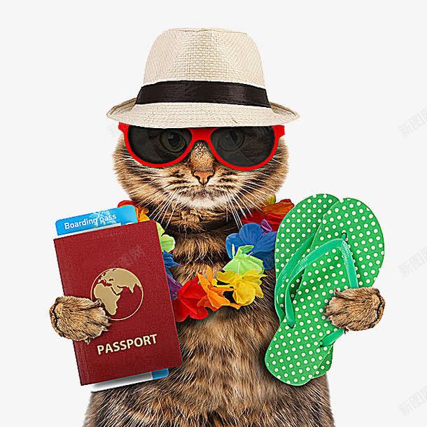 猫科动物png免抠素材_88icon https://88icon.com 宠物 小猫 护照 拖鞋 旅游度假的小猫图片 猫咪 猫科动物 野生动物