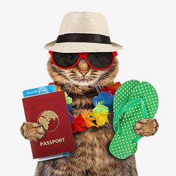 旅游护照猫科动物高清图片