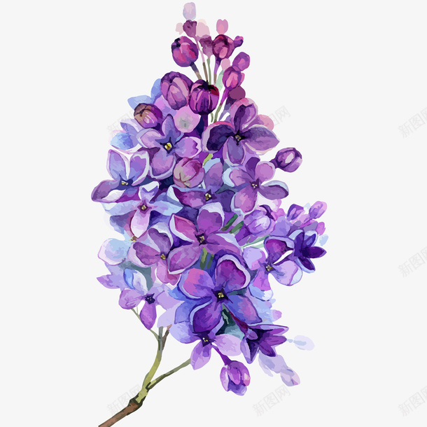 紫丁香花水彩插画矢量图ai免抠素材_88icon https://88icon.com 丁香花 免抠PNG 卡通鲜花 紫丁香花水彩插画 花卉 装饰 矢量图