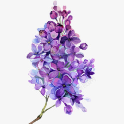 紫丁香花水彩插画矢量图素材