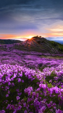 紫色薰衣草风景H5背景摄影图片