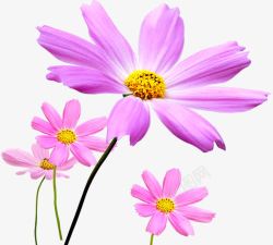 春天手绘环保粉色花朵素材