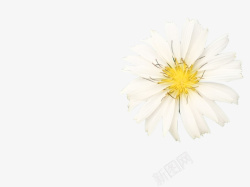 一朵白色的小菊花素材