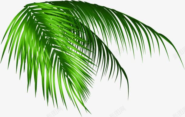 摄影海边沙滩的绿色棕榈叶png免抠素材_88icon https://88icon.com 摄影 棕榈 沙滩 海边 绿色