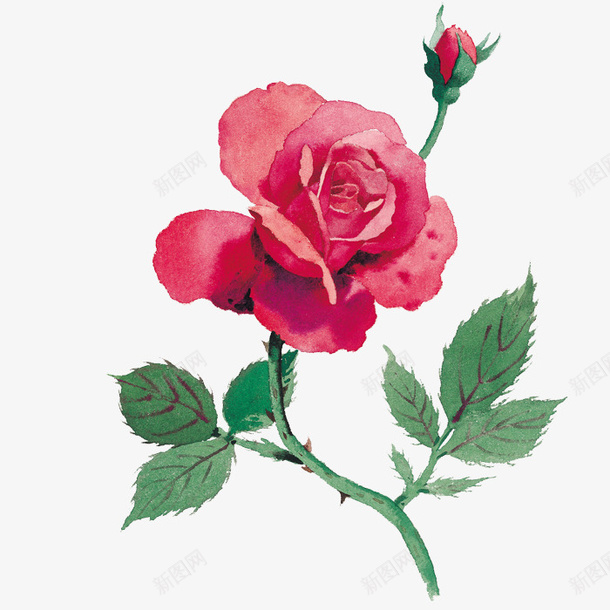 水彩玫瑰png免抠素材_88icon https://88icon.com 一支 卡通 叶子 水彩 玫瑰 红色 绿色 花朵